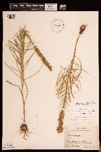 Liatris aestivalis image