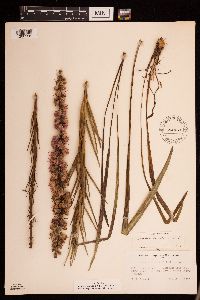 Liatris spicata image