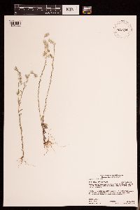 Logfia arvensis image