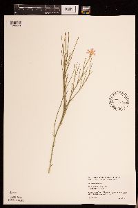 Lygodesmia juncea image
