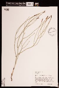 Lygodesmia juncea image