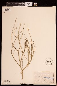 Lygodesmia juncea image