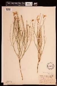 Lygodesmia juncea image
