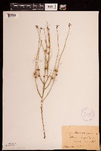 Lygodesmia juncea image