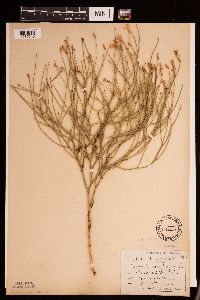 Lygodesmia juncea image