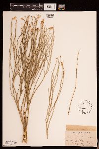 Lygodesmia juncea image