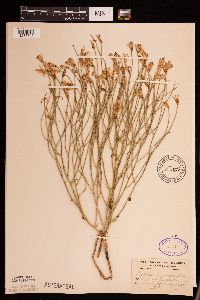 Lygodesmia juncea image
