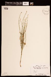 Lygodesmia juncea image