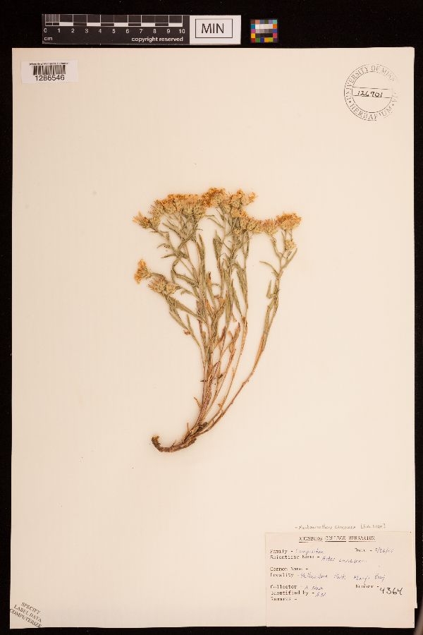 Dieteria canescens image