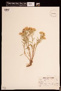 Dieteria canescens image