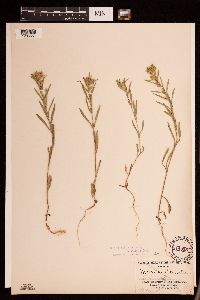 Madia glomerata image