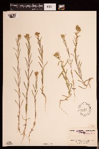 Madia glomerata image