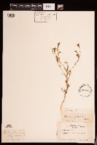 Madia glomerata image