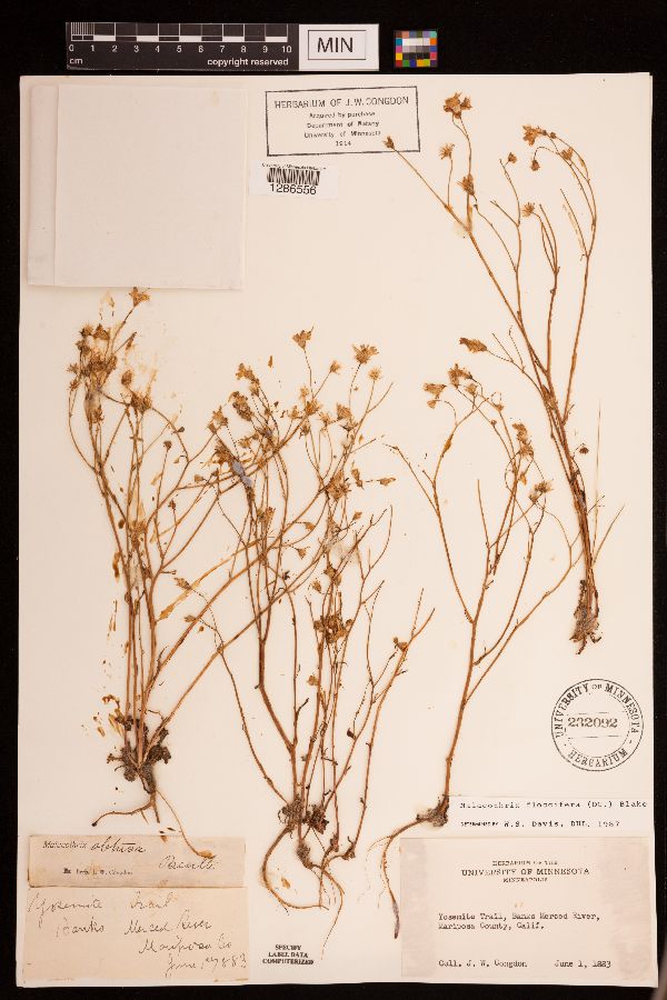 Malacothrix floccifera image