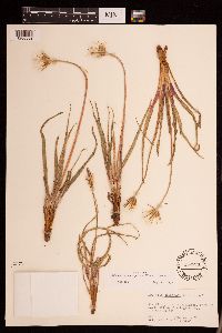 Nothocalais cuspidata image