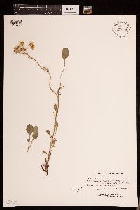 Packera plattensis image