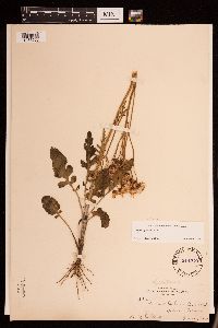 Packera plattensis image