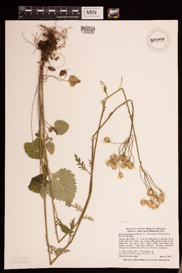 Packera pseudaurea image