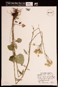 Image Associated With the Occurrence