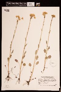 Packera pseudaurea image