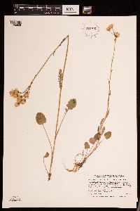 Packera pseudaurea image