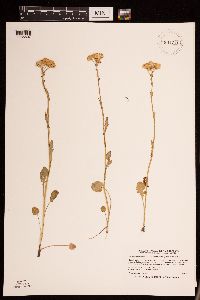 Packera pseudaurea image