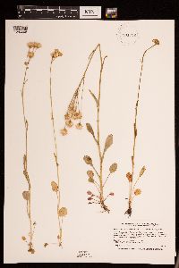 Packera pseudaurea image