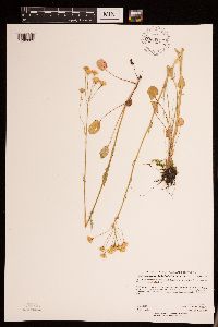 Packera pseudaurea image