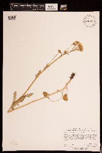 Packera pseudaurea image