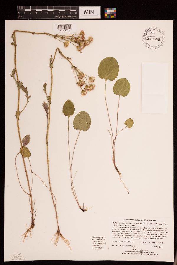 Packera pseudaurea var. semicordata image