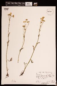 Packera pseudaurea var. semicordata image