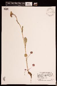 Packera pseudaurea var. semicordata image