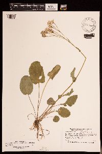 Packera pseudaurea var. semicordata image