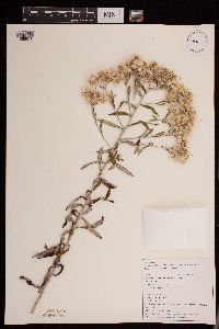 Pseudognaphalium obtusifolium image