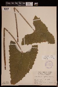 Petasites frigidus var. sagittatus image