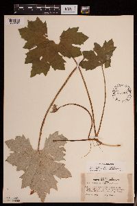 Petasites frigidus var. x vitifolius image