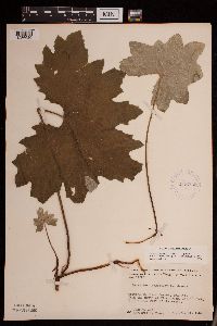 Petasites frigidus var. x vitifolius image