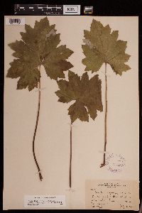 Petasites frigidus var. x vitifolius image