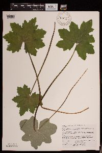 Petasites frigidus var. x vitifolius image