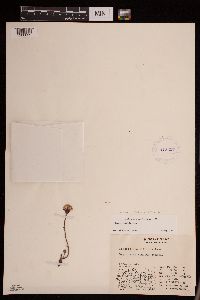 Packera cymbalaria image