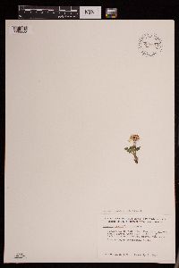 Packera cymbalaria image