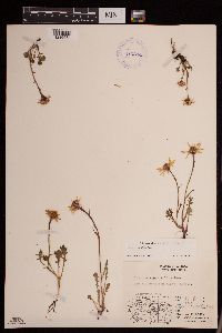 Packera cymbalaria image