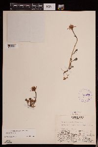 Packera cymbalaria image