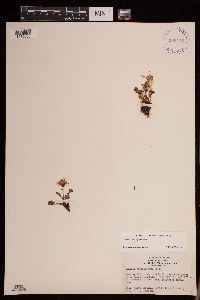 Packera cymbalaria image