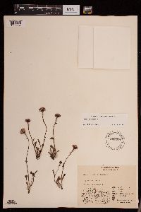 Packera cymbalaria image