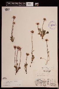 Packera cymbalaria image