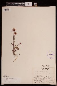 Packera cymbalaria image