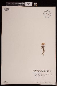 Packera cymbalaria image