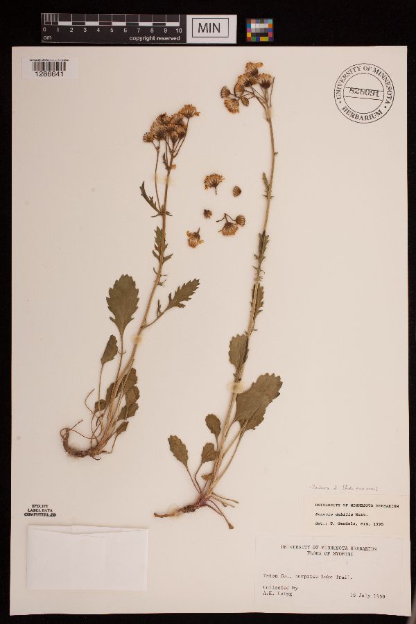 Packera debilis image