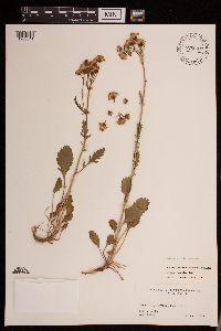 Media resource of Packera debilis